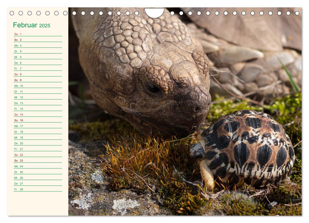 Bild: 9783435131983 | Meine Schildkröten - Geburtstagskalender (Wandkalender 2025 DIN A4...