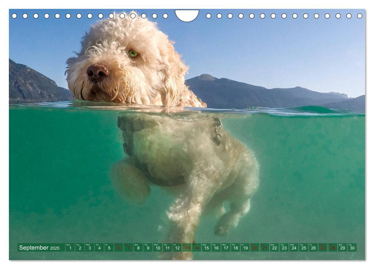 Bild: 9781325940905 | Lagotto Romagnolo Splash Edition (Wall Calendar 2025 DIN A4...