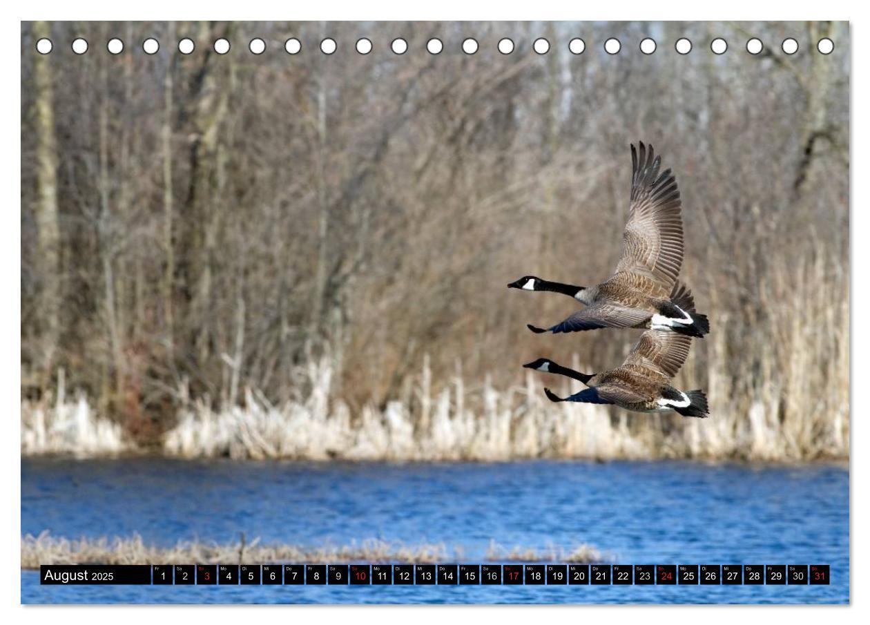 Bild: 9783435732234 | KANADA-GANS - Der 'hupende' Vogel (Tischkalender 2025 DIN A5 quer),...