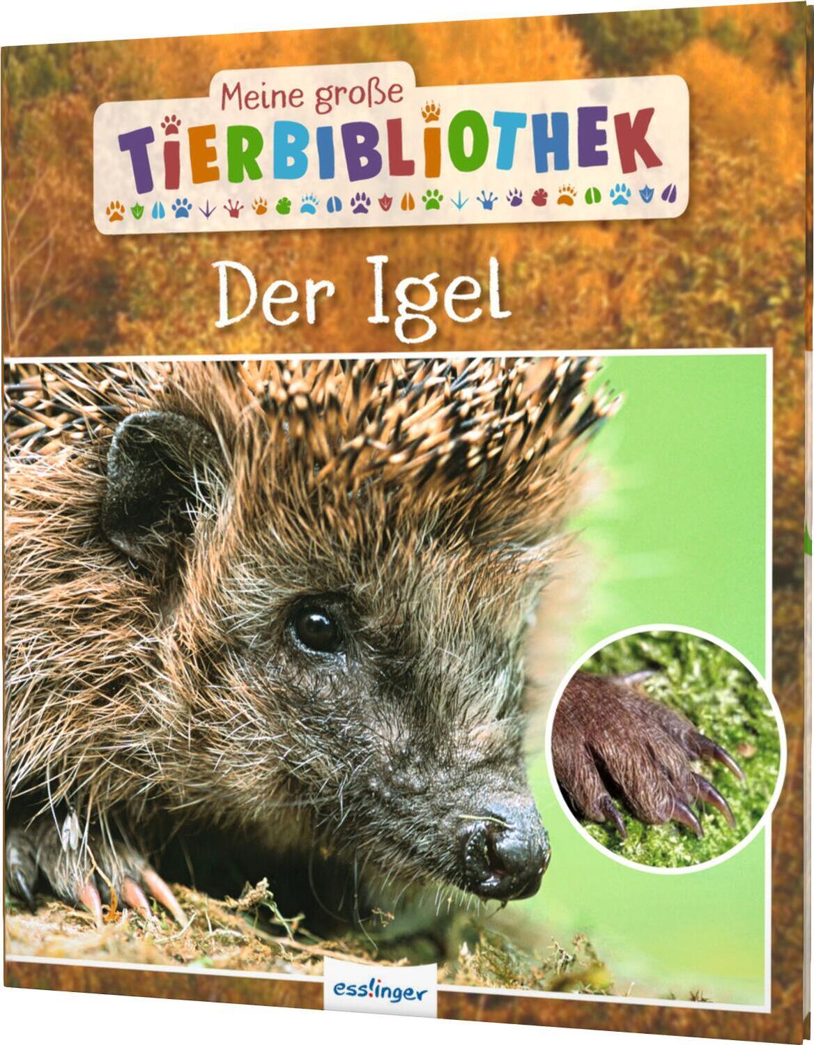 Cover: 9783480235735 | Meine große Tierbibliothek: Der Igel | Valérie Tracqui | Buch | 32 S.