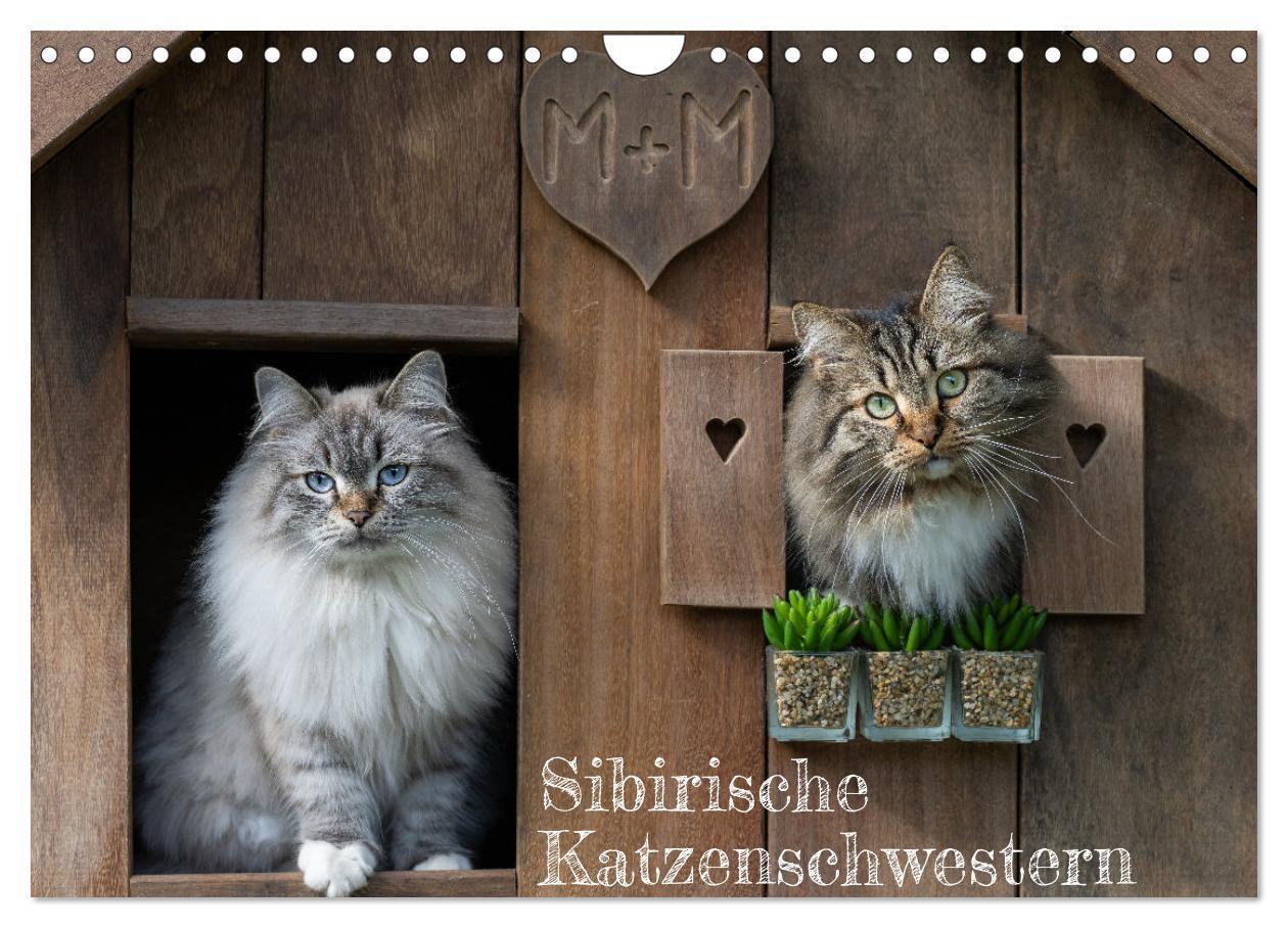 Cover: 9783675417571 | Maui und Molokai - Sibirische Katzenschwestern (Wandkalender 2024...