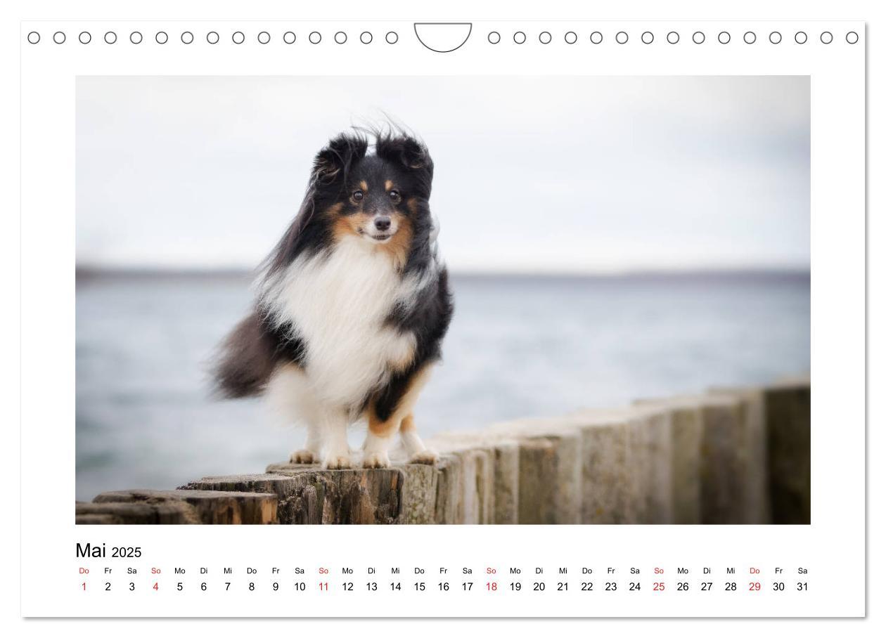 Bild: 9783435308309 | Herzensshelties - Shetland Sheepdogs (Wandkalender 2025 DIN A4...