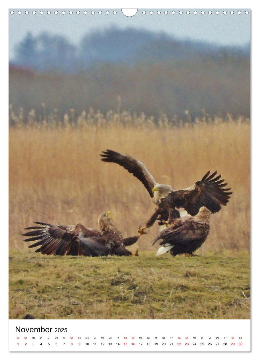 Bild: 9783383766411 | Adler, Eule und Co - Gefiederte Jäger im Portrait (Wandkalender...