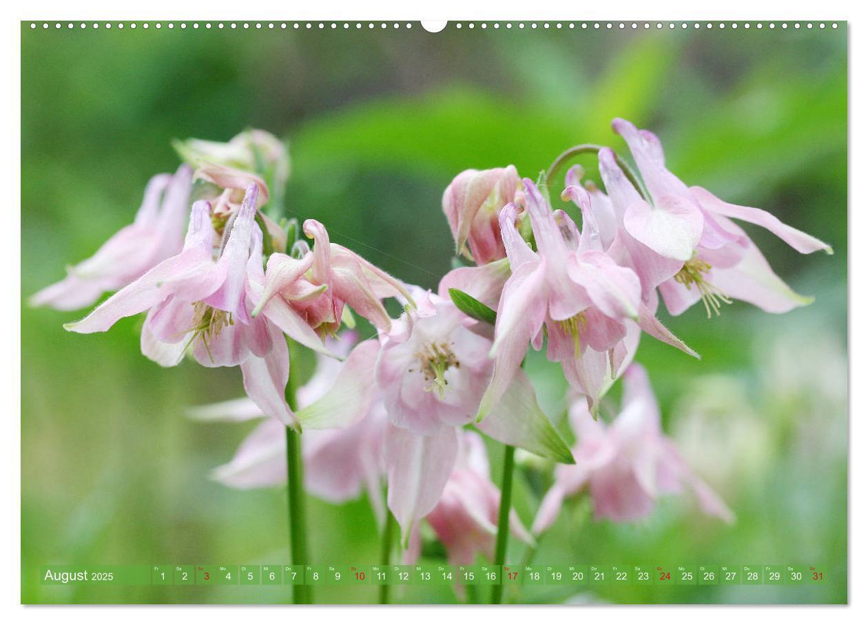 Bild: 9783435172122 | Beschwingte Blumenwelt (Wandkalender 2025 DIN A2 quer), CALVENDO...