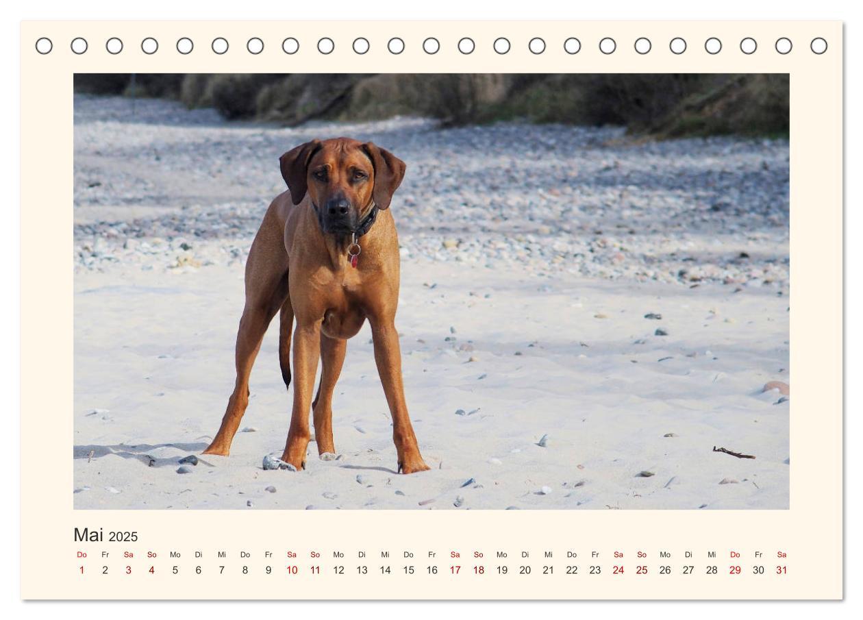 Bild: 9783435352623 | Rhodesian Ridgeback Power aus Südafrika (Tischkalender 2025 DIN A5...