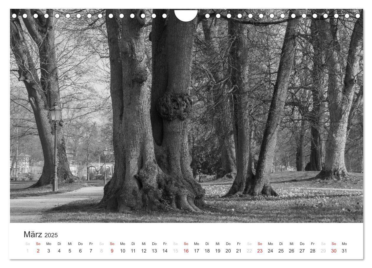 Bild: 9783435660803 | Bäume - Naturschönheiten in schwarz-weiß (Wandkalender 2025 DIN A4...