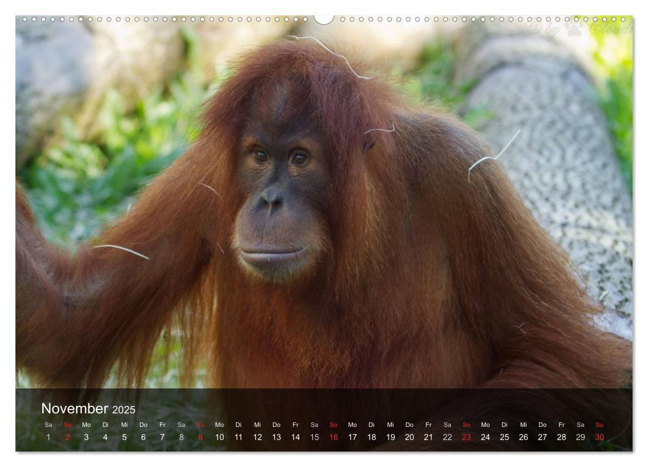 Bild: 9783435623549 | Menschenaffen. Gorillas, Schimpansen, Orang-Utans (Wandkalender...