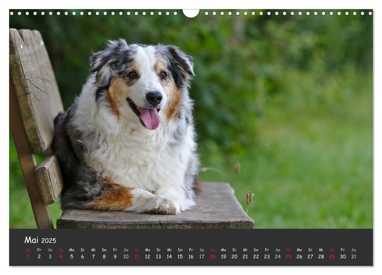 Bild: 9783435582327 | Australian Shepherd - Augenblicke (Wandkalender 2025 DIN A3 quer),...