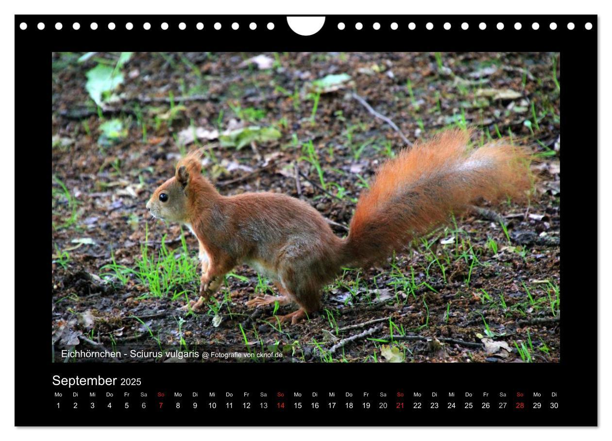 Bild: 9783435786183 | Wildtiere (Wandkalender 2025 DIN A4 quer), CALVENDO Monatskalender