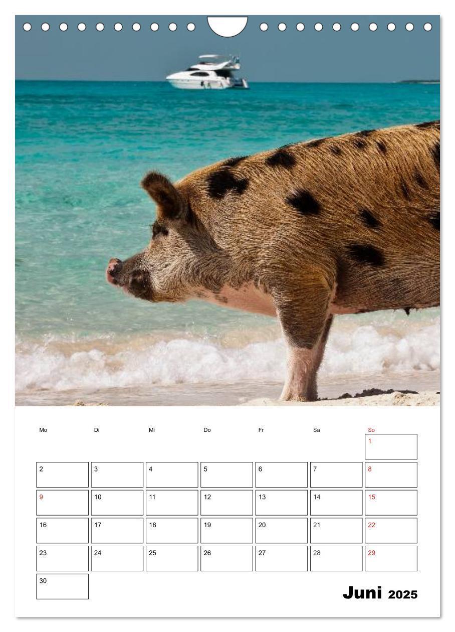 Bild: 9783457024799 | Schweine auf den Bahamas! (Wandkalender 2025 DIN A4 hoch), CALVENDO...