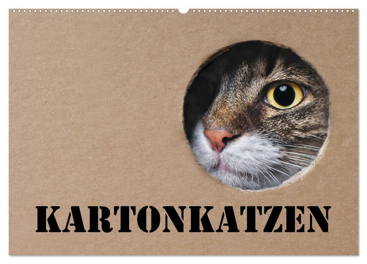 Cover: 9783675867871 | Karton Katzen (Wandkalender 2024 DIN A2 quer), CALVENDO Monatskalender