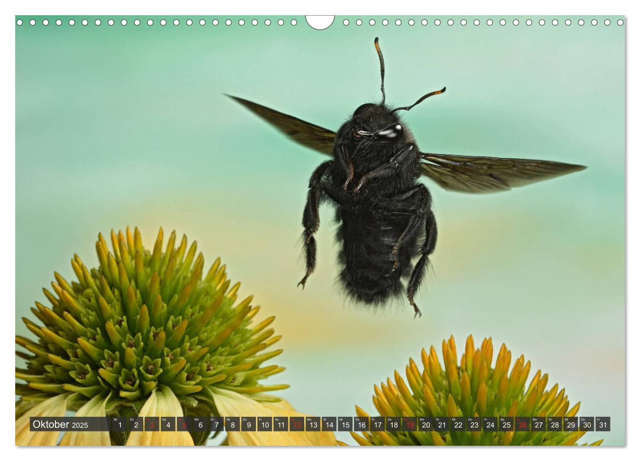 Bild: 9783435220557 | Sechs Beine in der Luft - Wildbienen im Flug (Wandkalender 2025 DIN...