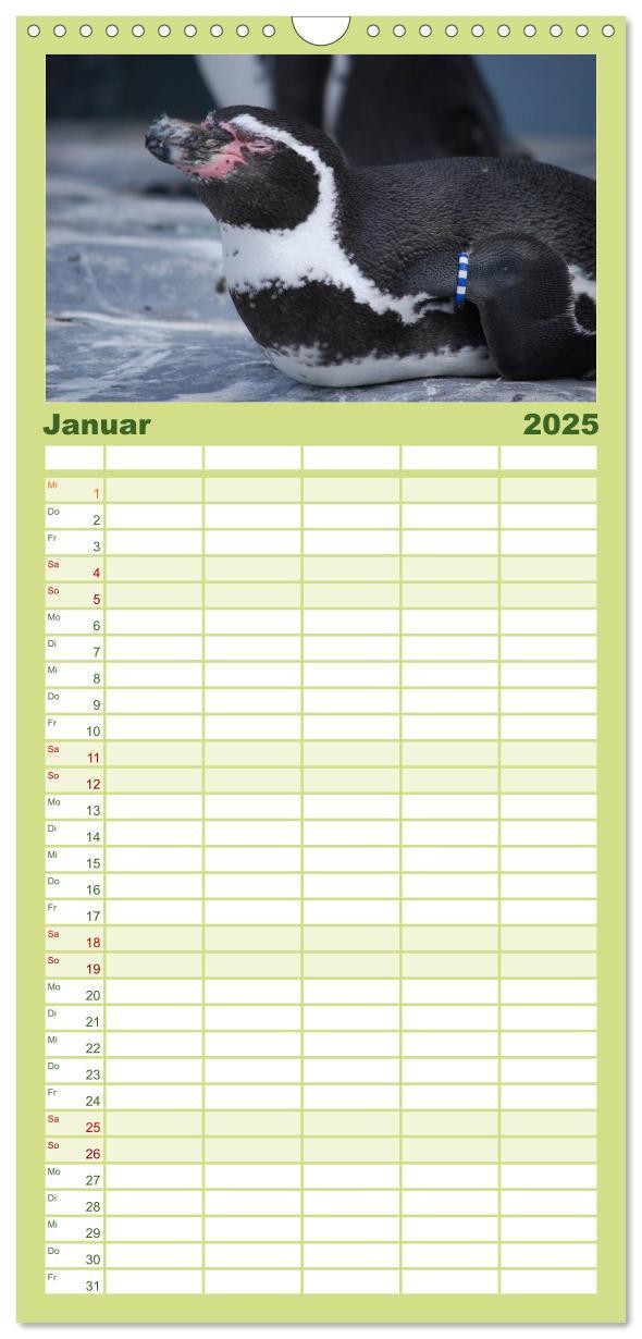 Bild: 9783457120293 | Familienplaner 2025 - Pinguine 2025 mit 5 Spalten (Wandkalender, 21...