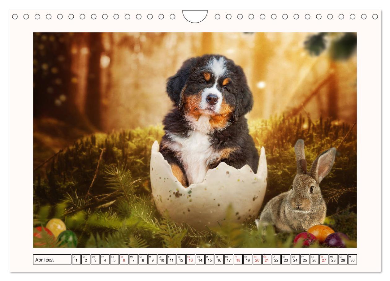 Bild: 9783435136001 | Berner Sennenhunde - Träumereien (Wandkalender 2025 DIN A4 quer),...