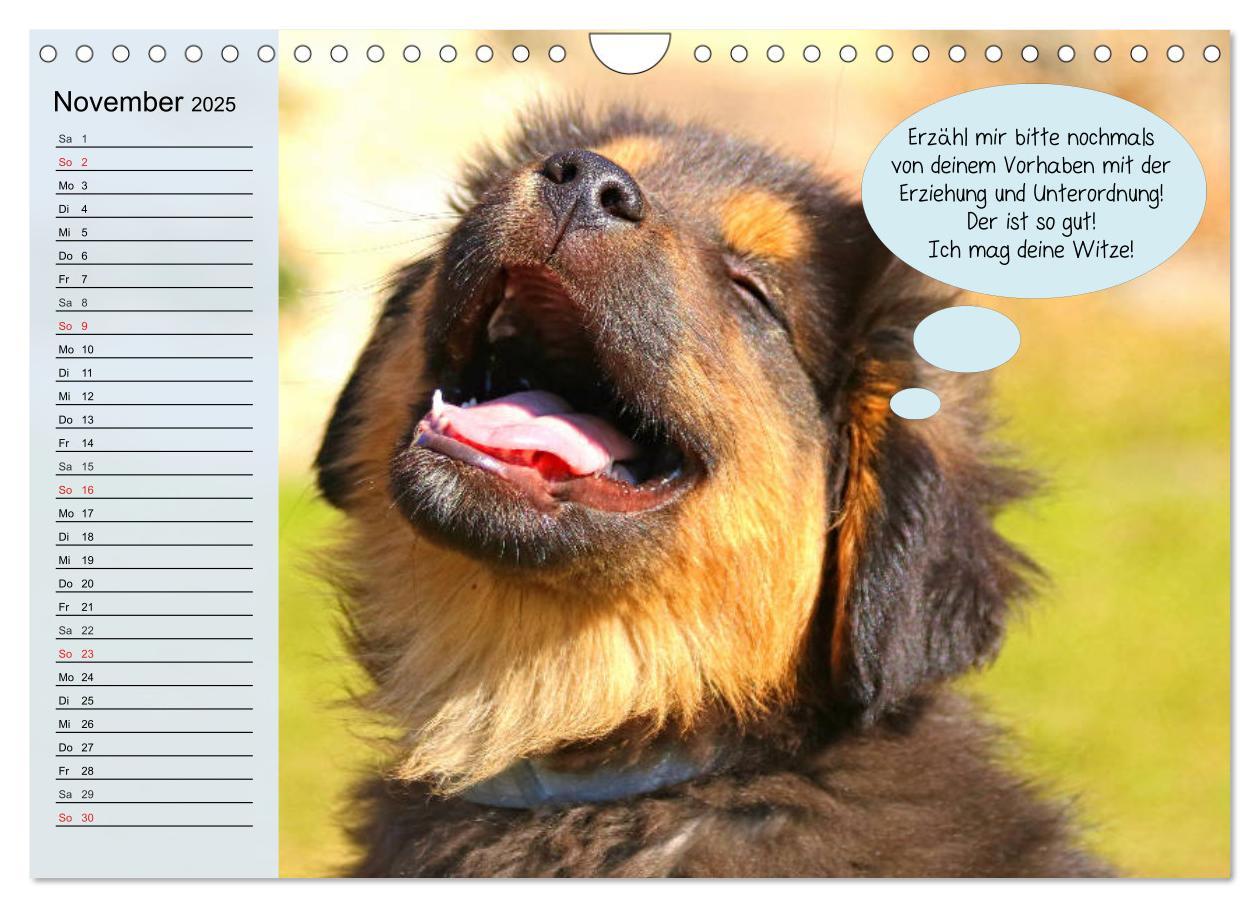 Bild: 9783435184897 | Hurra! Wir gehen Gassi! Abenteuer mit dem Hund! (Wandkalender 2025...