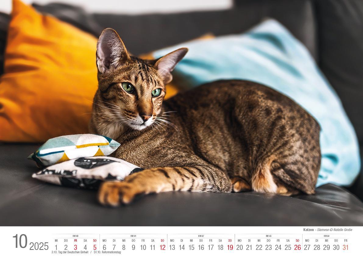 Bild: 9783965352360 | Katzen 2025 Bildkalender A3 quer - Natalie Große | Holger Klaes | 2025