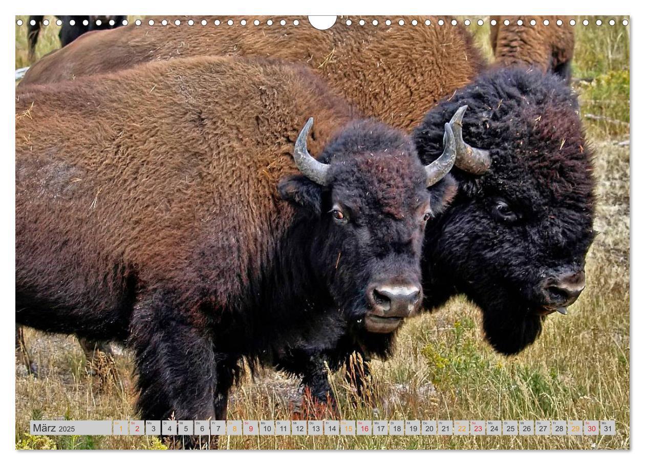 Bild: 9783435580149 | Bison und Wisent - Riesen mit unbändiger Kraft (Wandkalender 2025...