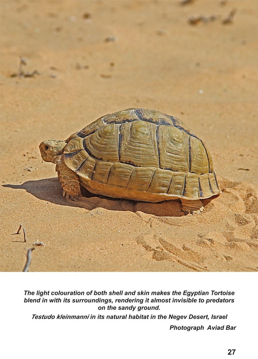 Bild: 9783000623431 | The Egyptian Tortoise, Testudo kleinmanni Lortet, 1883 | Taschenbuch