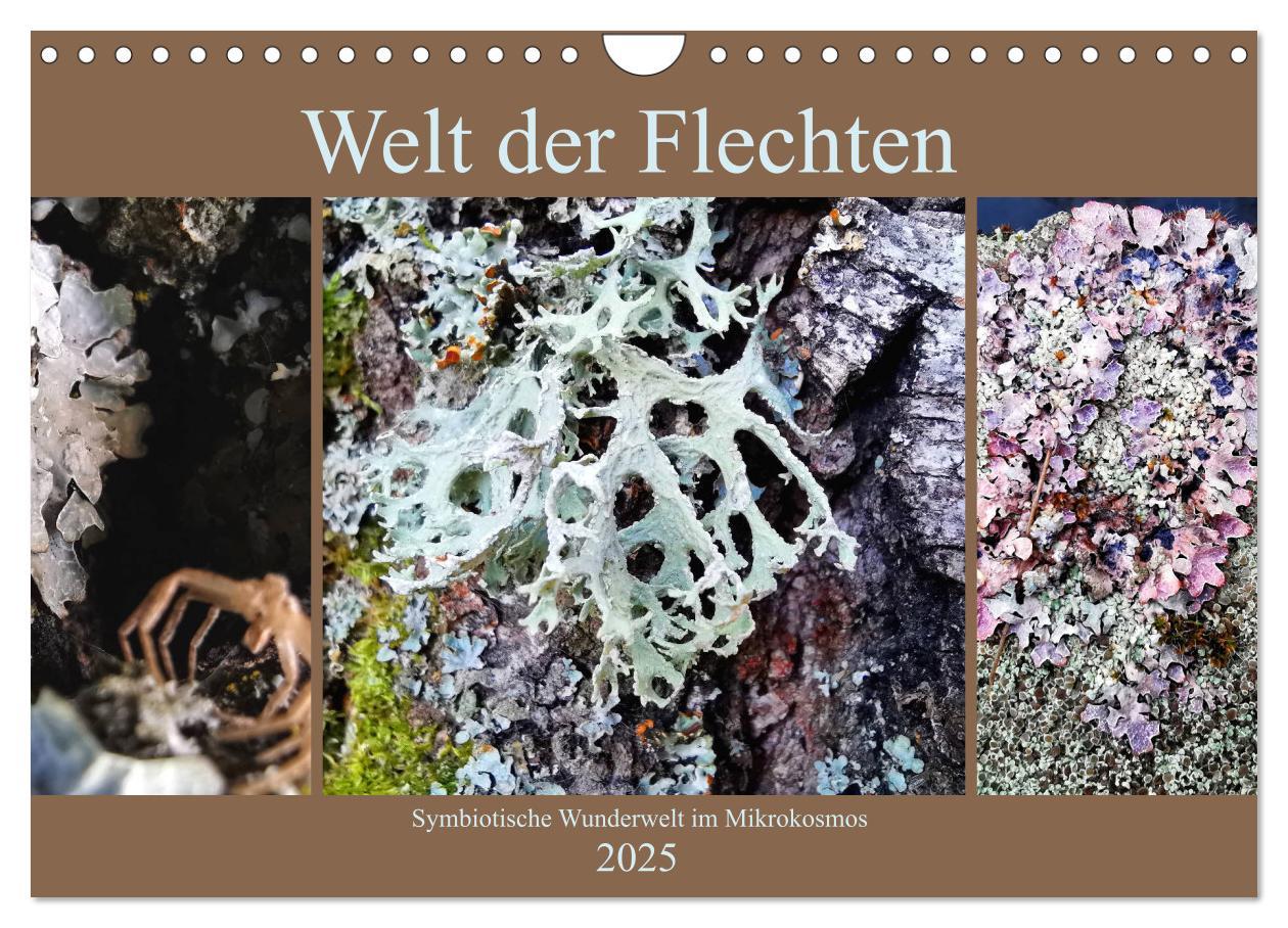 Cover: 9783435130856 | Welt der Flechten (Wandkalender 2025 DIN A4 quer), CALVENDO...