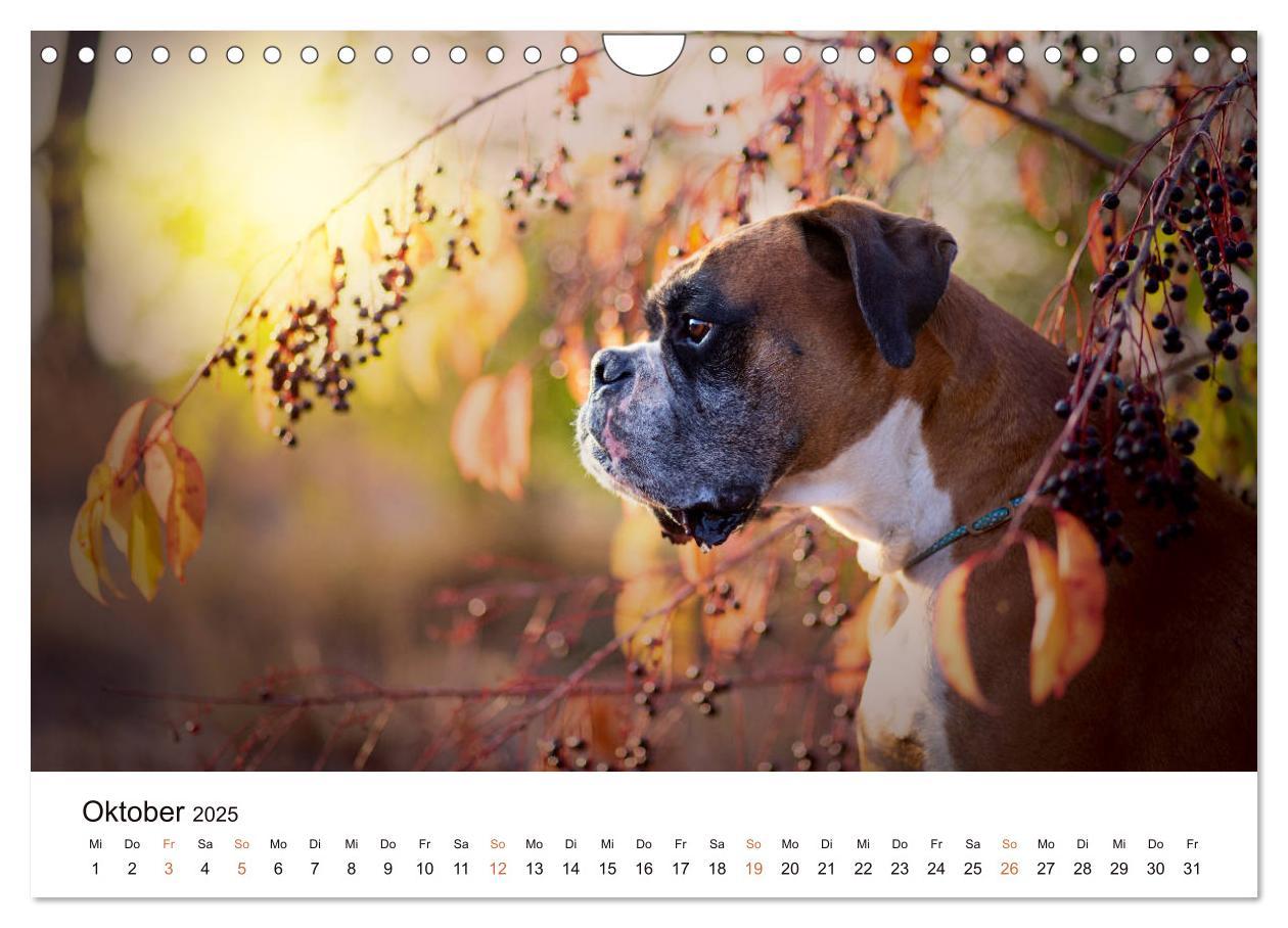 Bild: 9783435160907 | Deutscher Boxer (Wandkalender 2025 DIN A4 quer), CALVENDO...