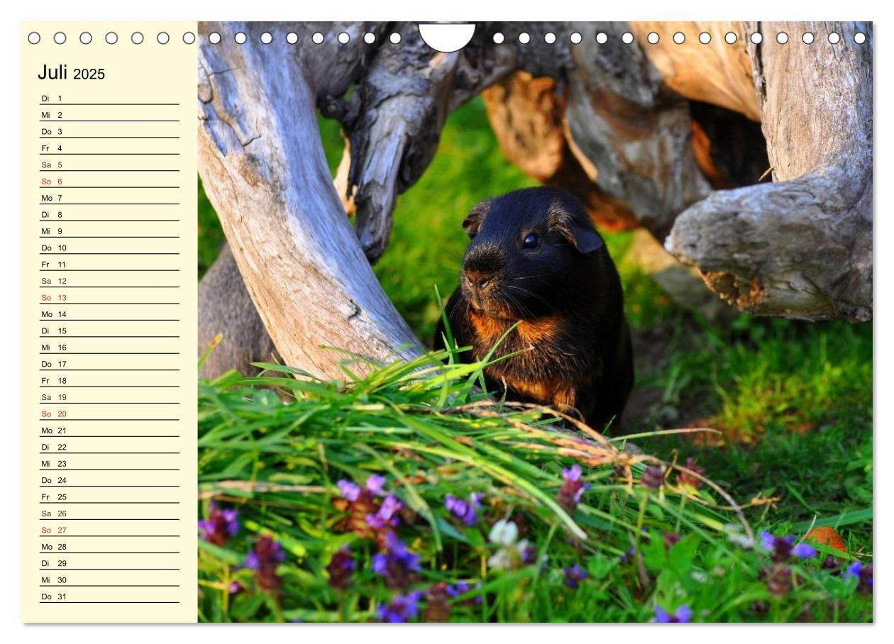 Bild: 9783435509621 | Meerschweinchen. Geliebte Nager (Wandkalender 2025 DIN A4 quer),...