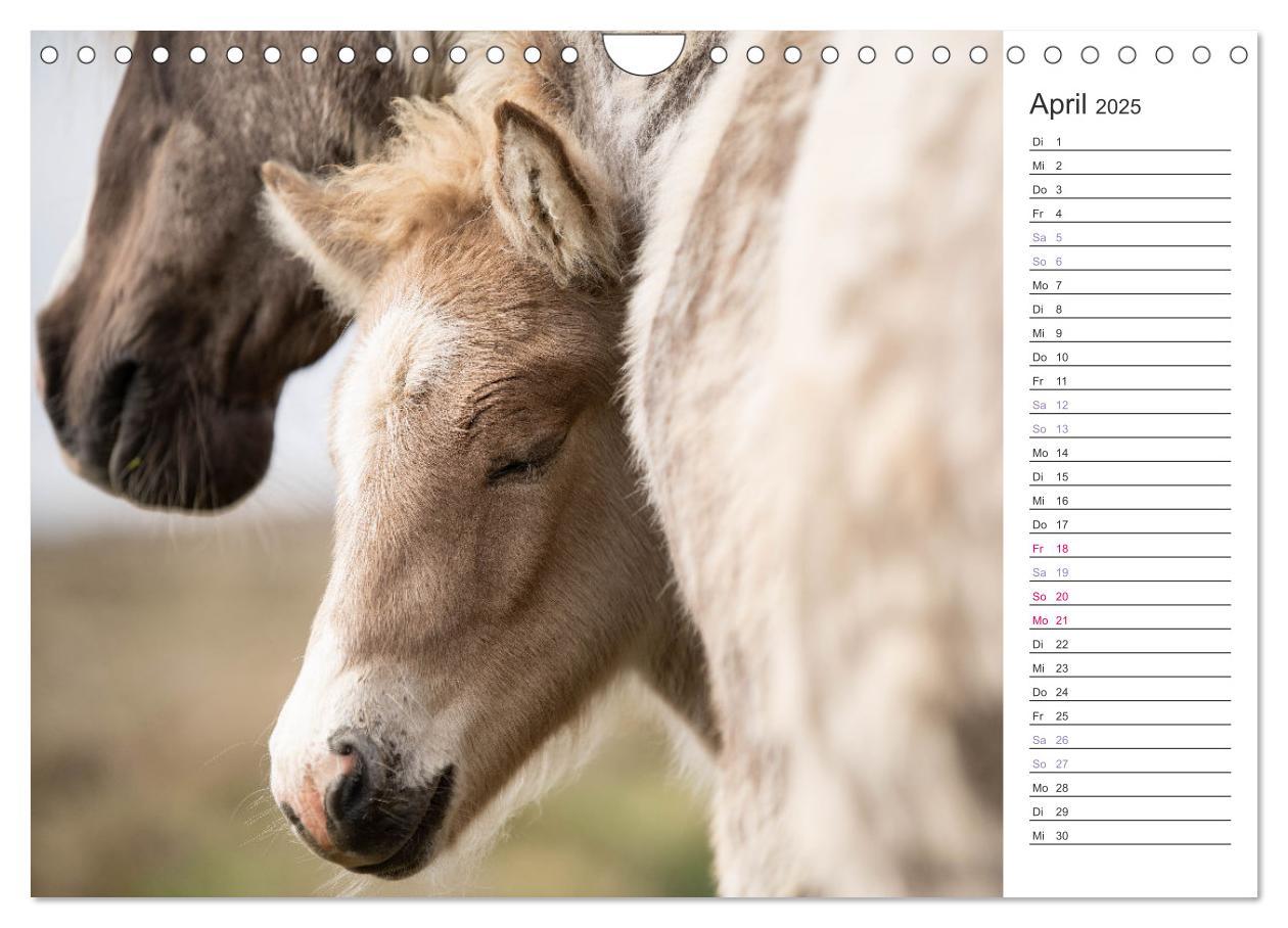 Bild: 9783383934476 | Islandpferde Kalender (Wandkalender 2025 DIN A4 quer), CALVENDO...