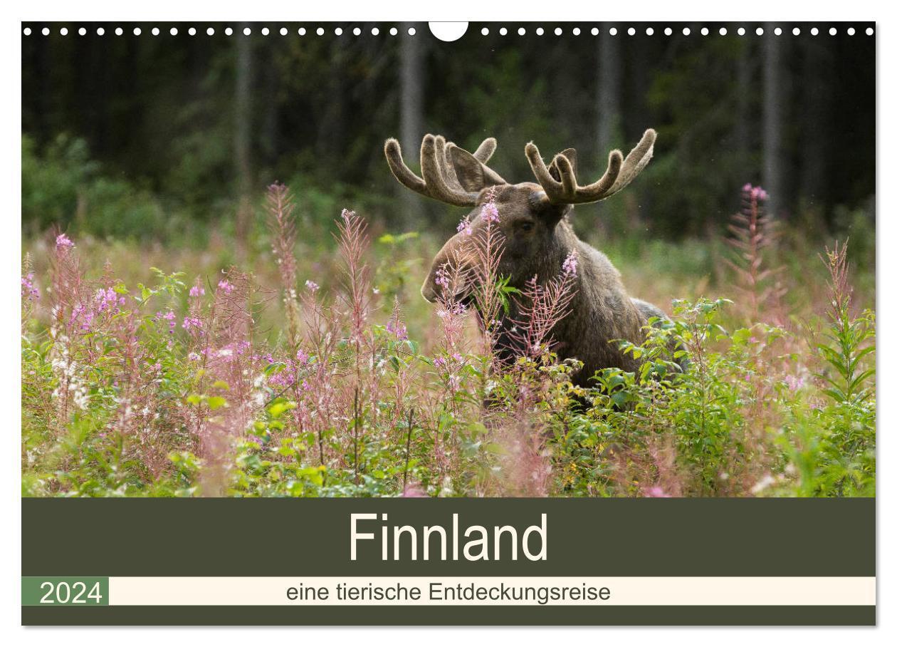 Cover: 9783383144783 | Finnland: eine tierische Entdeckungsreise (Wandkalender 2024 DIN A3...