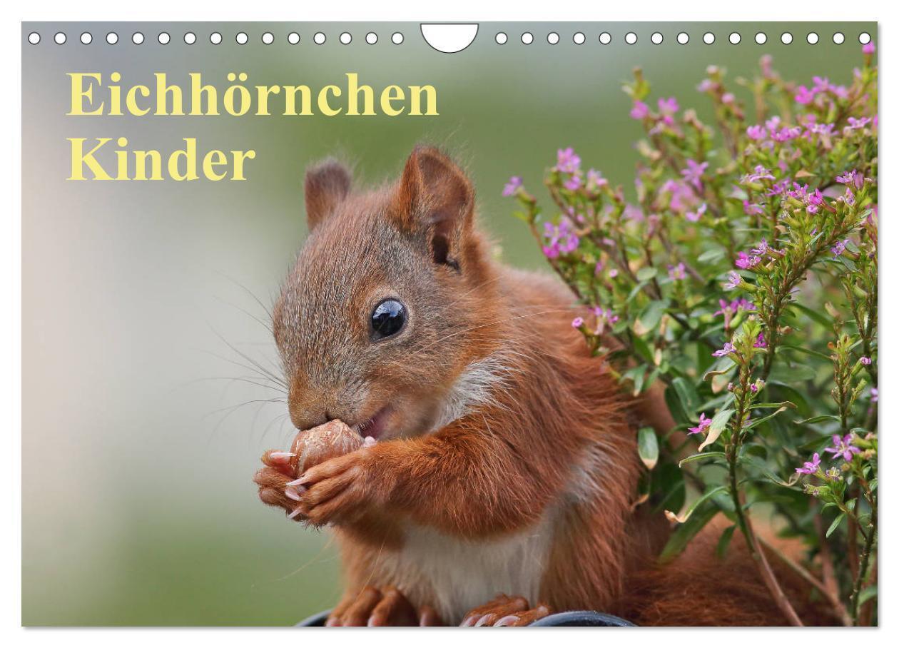 Cover: 9783675762237 | Eichhörnchen Kinder (Wandkalender 2024 DIN A4 quer), CALVENDO...