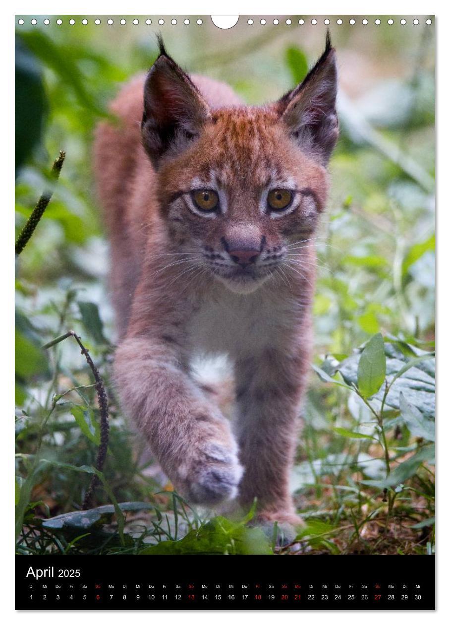 Bild: 9783457007044 | Der Luchs - Europas größte Samtpfote (Wandkalender 2025 DIN A3...