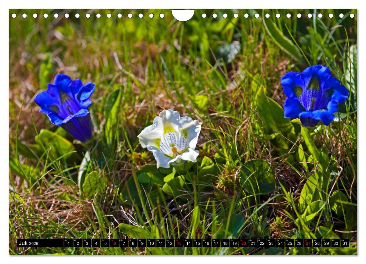 Bild: 9783435724666 | Meine 12 schönsten Alpenblumen (Wandkalender 2025 DIN A4 quer),...