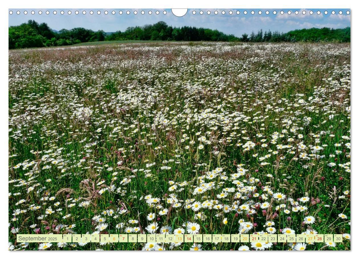 Bild: 9783435473502 | Blumenwiesen ¿ ein blütenzauberhaftes Jahr (Wandkalender 2025 DIN...