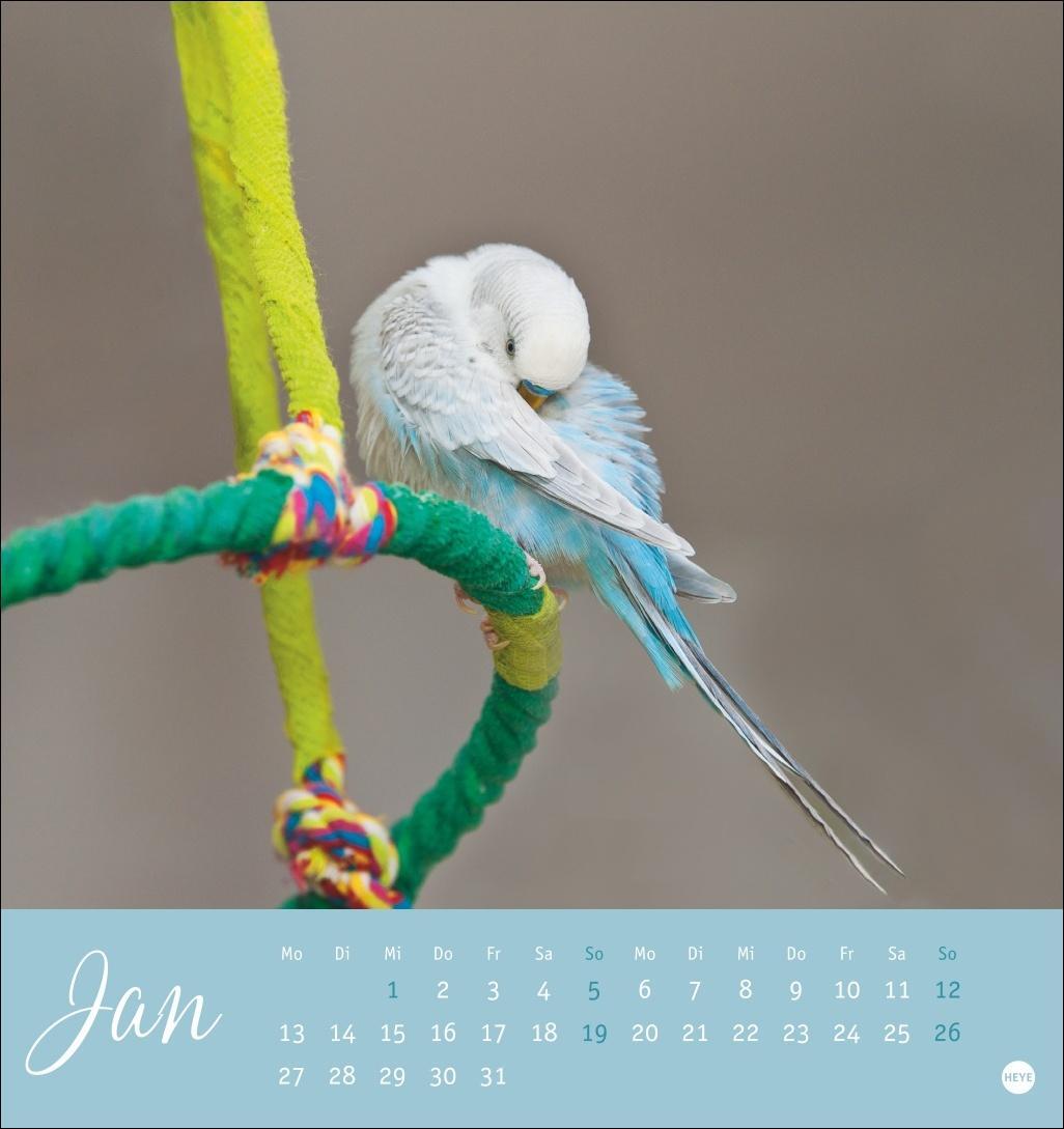 Bild: 9783756407095 | Freche Wellensittiche Postkartenkalender 2025 | Kalender | 13 S.