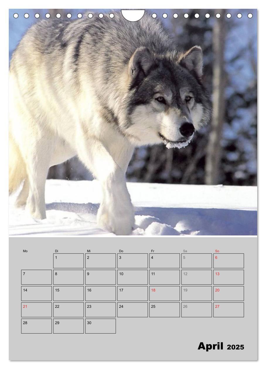 Bild: 9783457024201 | Wolf-Gesichter (Wandkalender 2025 DIN A4 hoch), CALVENDO...