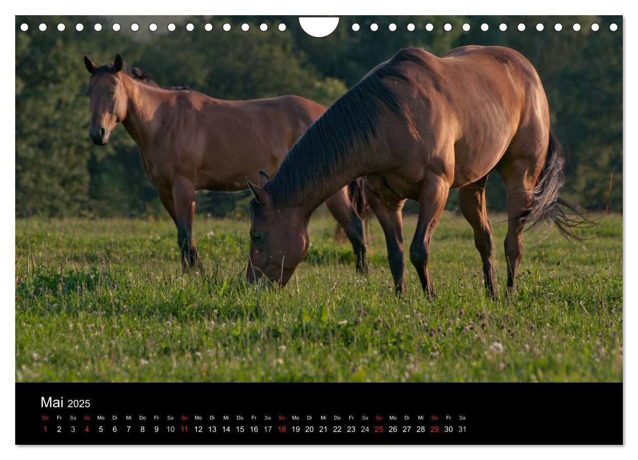 Bild: 9783435833429 | Pferdekalender (Wandkalender 2025 DIN A4 quer), CALVENDO...