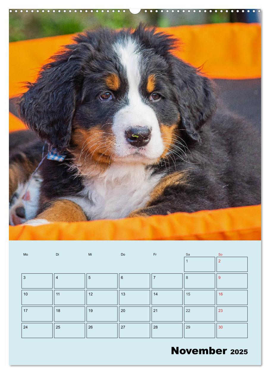 Bild: 9783435958672 | Familienplaner Berner Sennenhund Welpen (Wandkalender 2025 DIN A2...