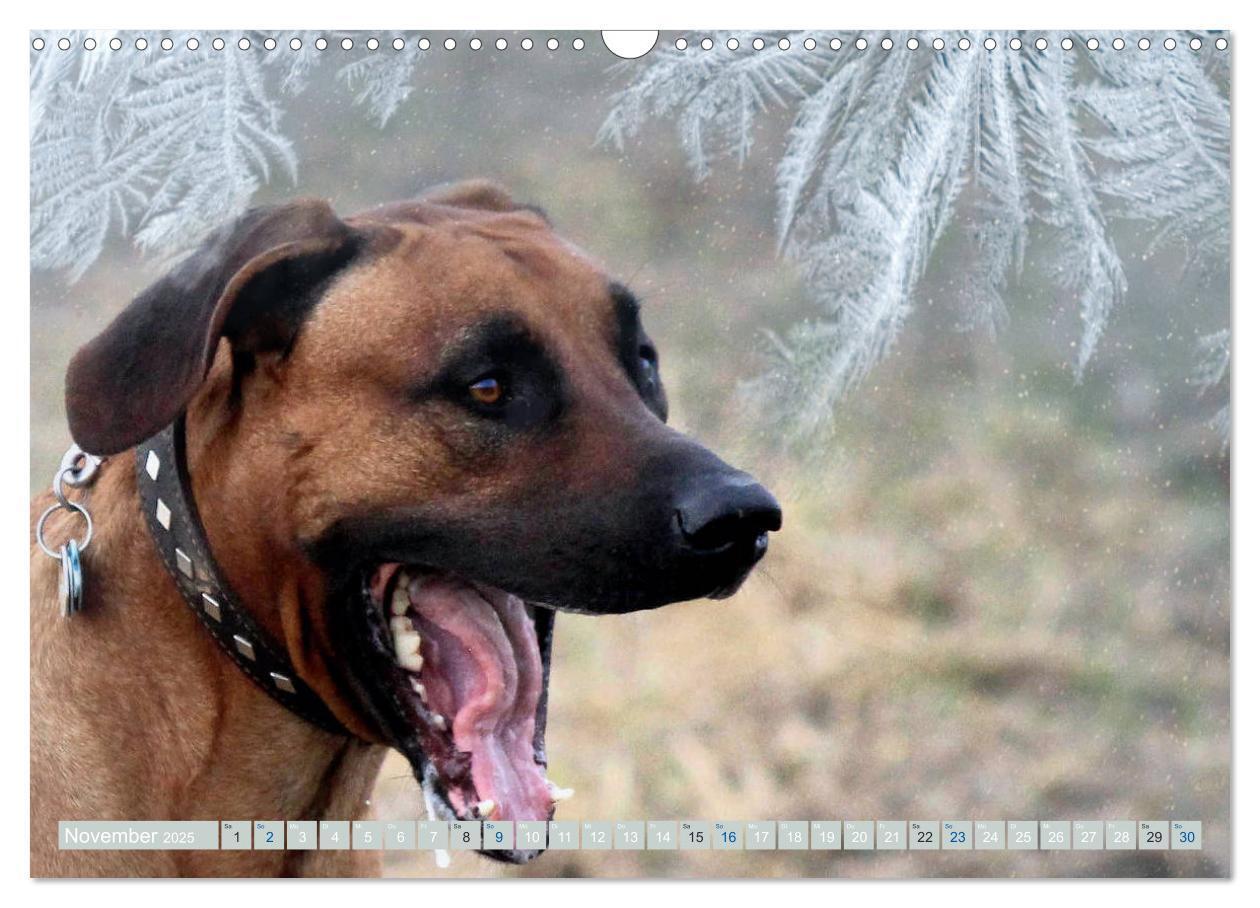 Bild: 9783435264797 | Rhodesian Ridgeback Augen-Blicke (Wandkalender 2025 DIN A3 quer),...