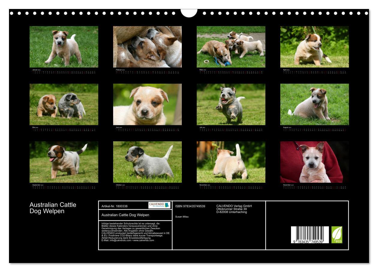 Bild: 9783435749539 | Australian Cattle Dog Welpen (Wandkalender 2025 DIN A3 quer),...