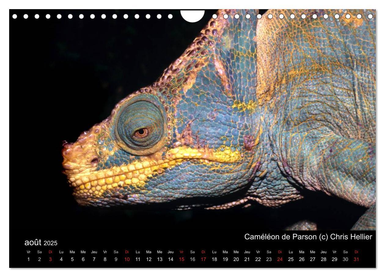 Bild: 9781325954483 | Caméléons - Petits dragons d'Afrique. (Calendrier mural 2025 DIN A4...