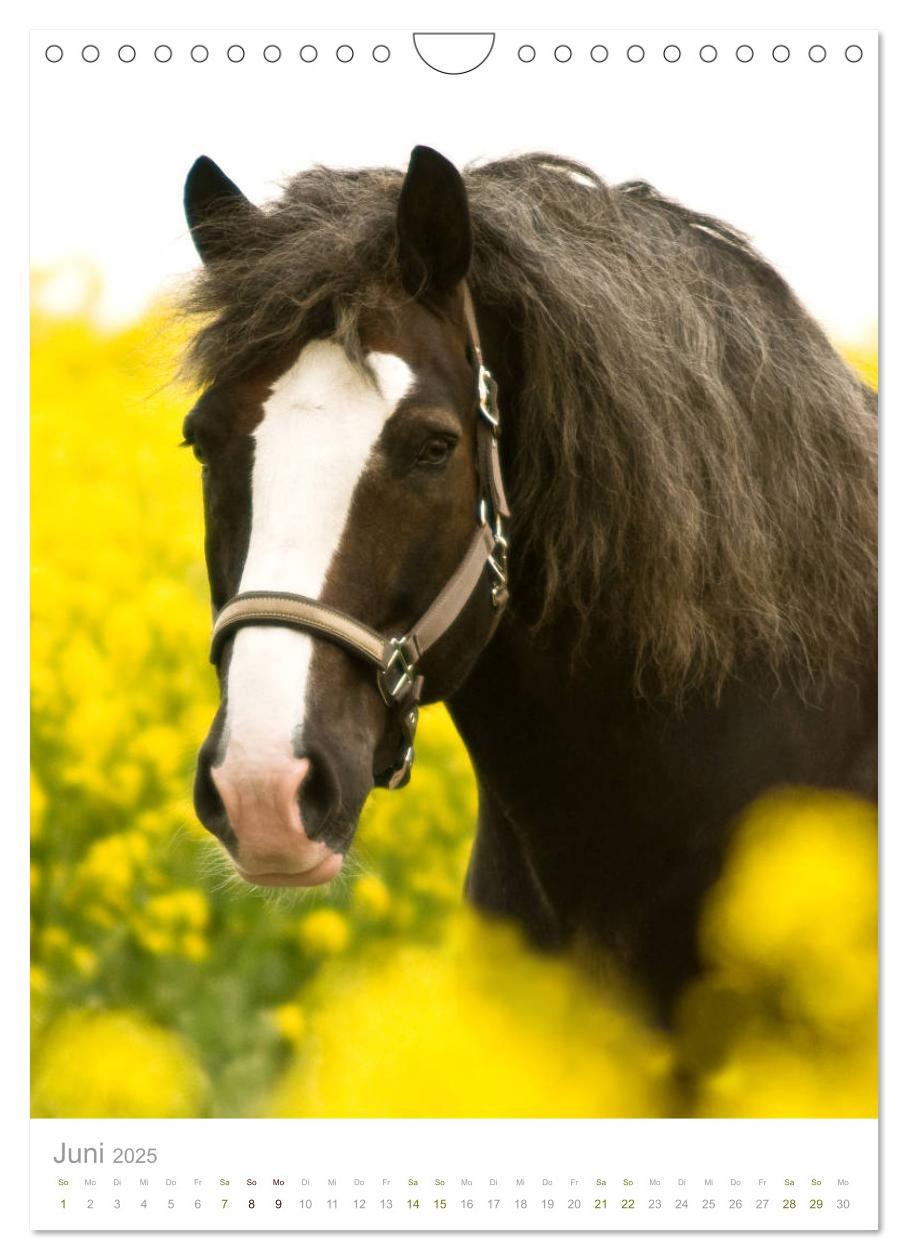 Bild: 9783435981243 | Schwarzwälder Kaltblut Pferde im Portrait (Wandkalender 2025 DIN A4...