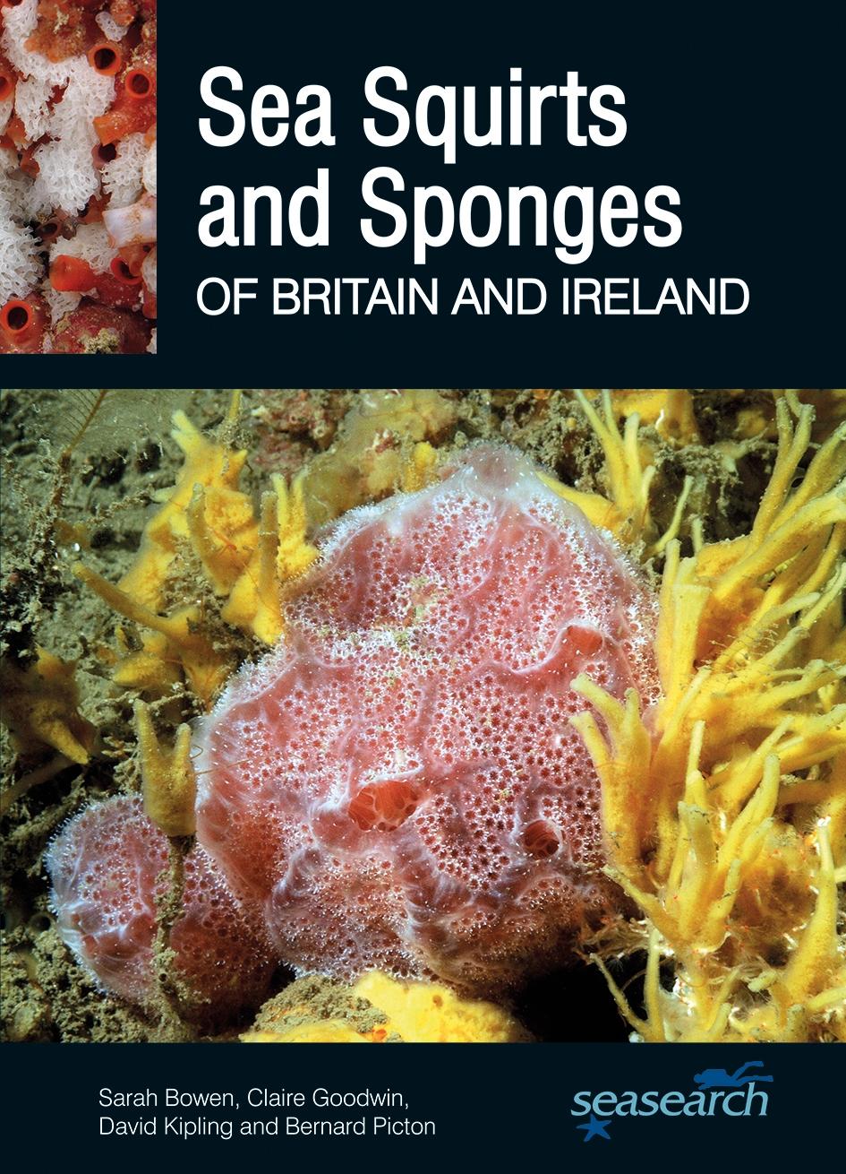 Cover: 9780995567382 | Sea Squirts and Sea Sponges of Britain and Ireland | Bowen (u. a.)