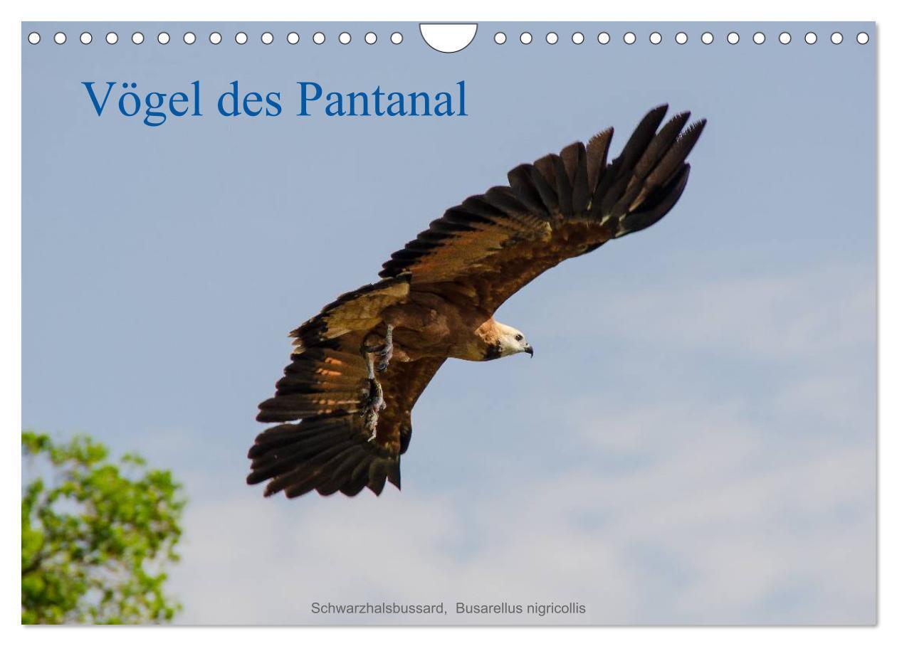 Cover: 9783383636530 | Vögel des Pantanal (Wandkalender 2024 DIN A4 quer), CALVENDO...