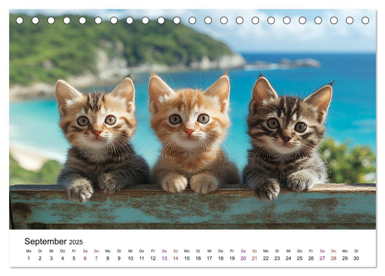 Bild: 9783457218334 | Katzenzauber - Samtpfoten im Jahreslauf (Tischkalender 2025 DIN A5...