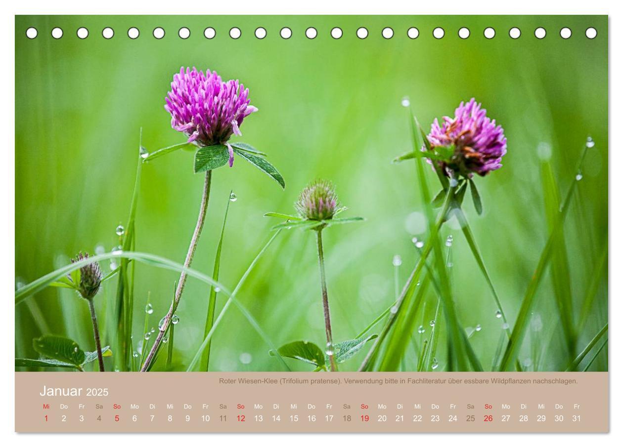 Bild: 9783435661688 | WILD, ESSBAR UND GESUND Essbare Wildpflanzen (Tischkalender 2025...