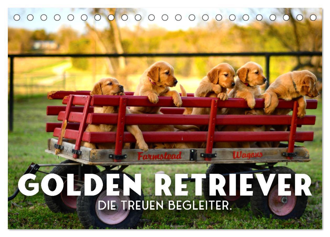 Cover: 9783675646360 | Golden Retriever - Die treuen Begleiter. (Tischkalender 2024 DIN A5...