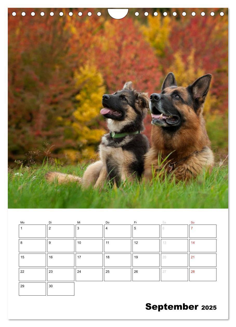 Bild: 9783457026731 | Deutsche Schäferhunde - Seelentröster auf vier Pfoten (Wandkalender...