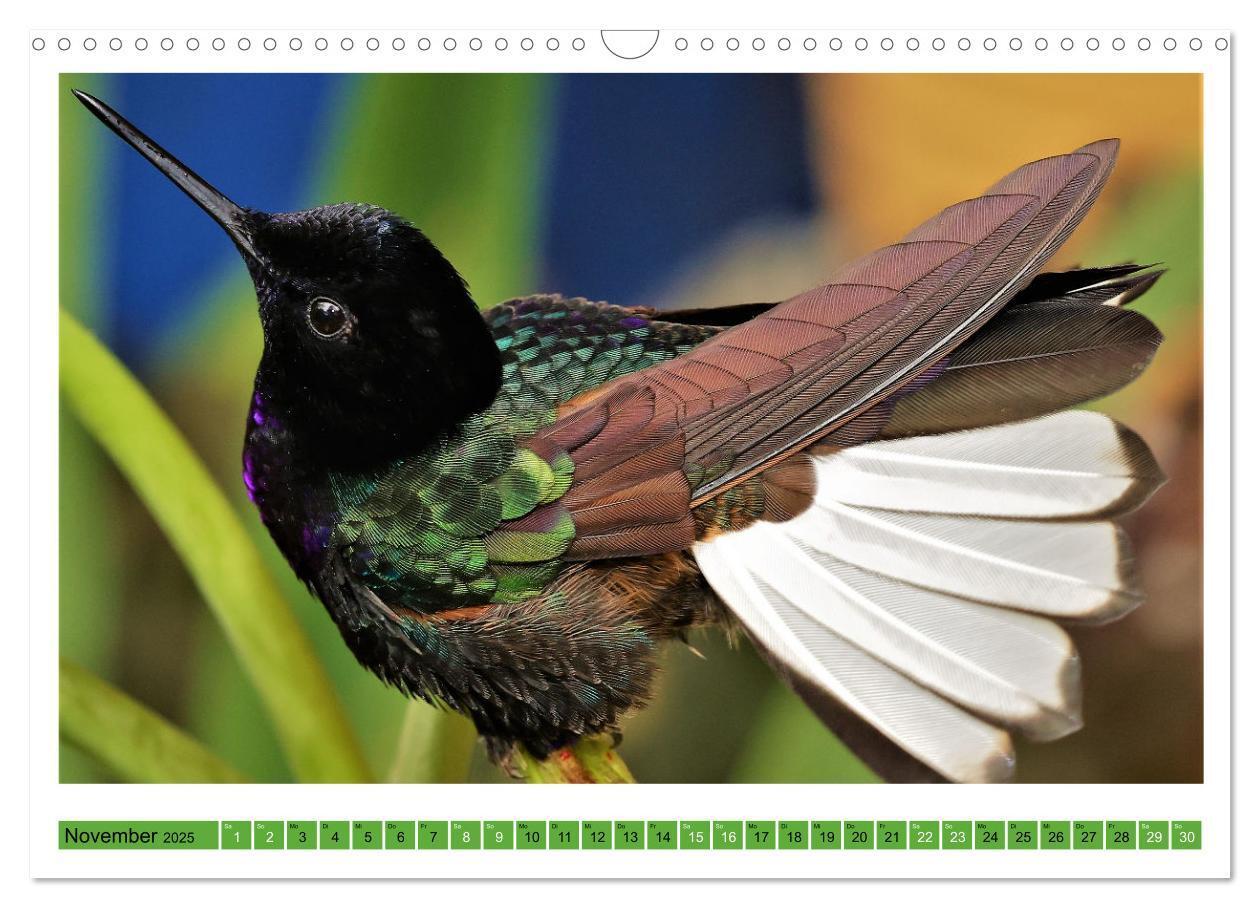 Bild: 9783435428335 | Kolibris; Anmut, Schönheit, Farben (Wandkalender 2025 DIN A3 quer),...