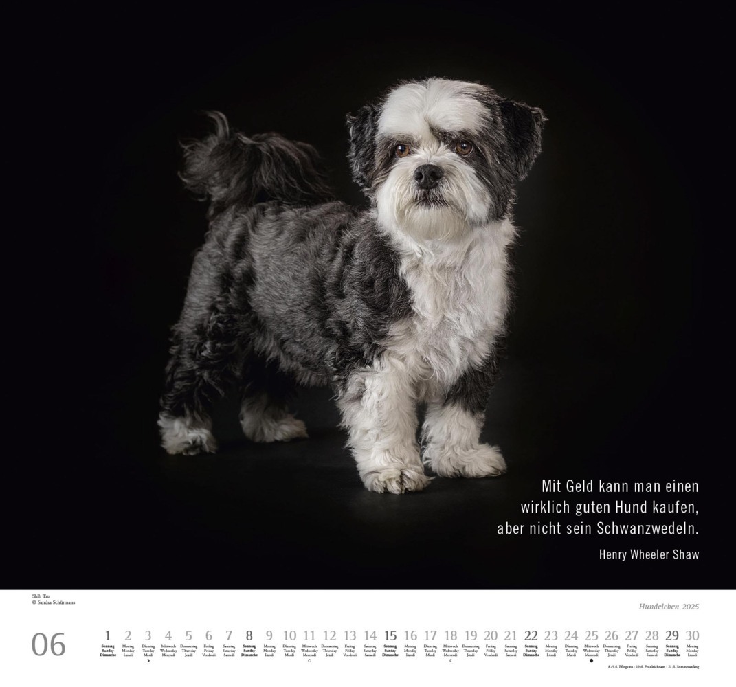 Bild: 4250809653365 | DUMONT - Hundeleben 2025 Wandkalender, 38x35,5cm,...