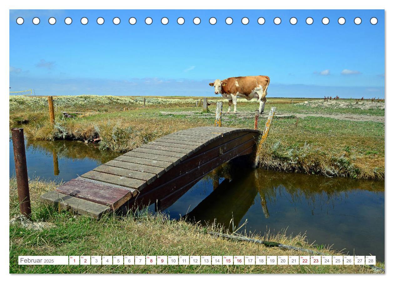 Bild: 9783435255801 | Sommertage auf Hallig Hooge (Tischkalender 2025 DIN A5 quer),...