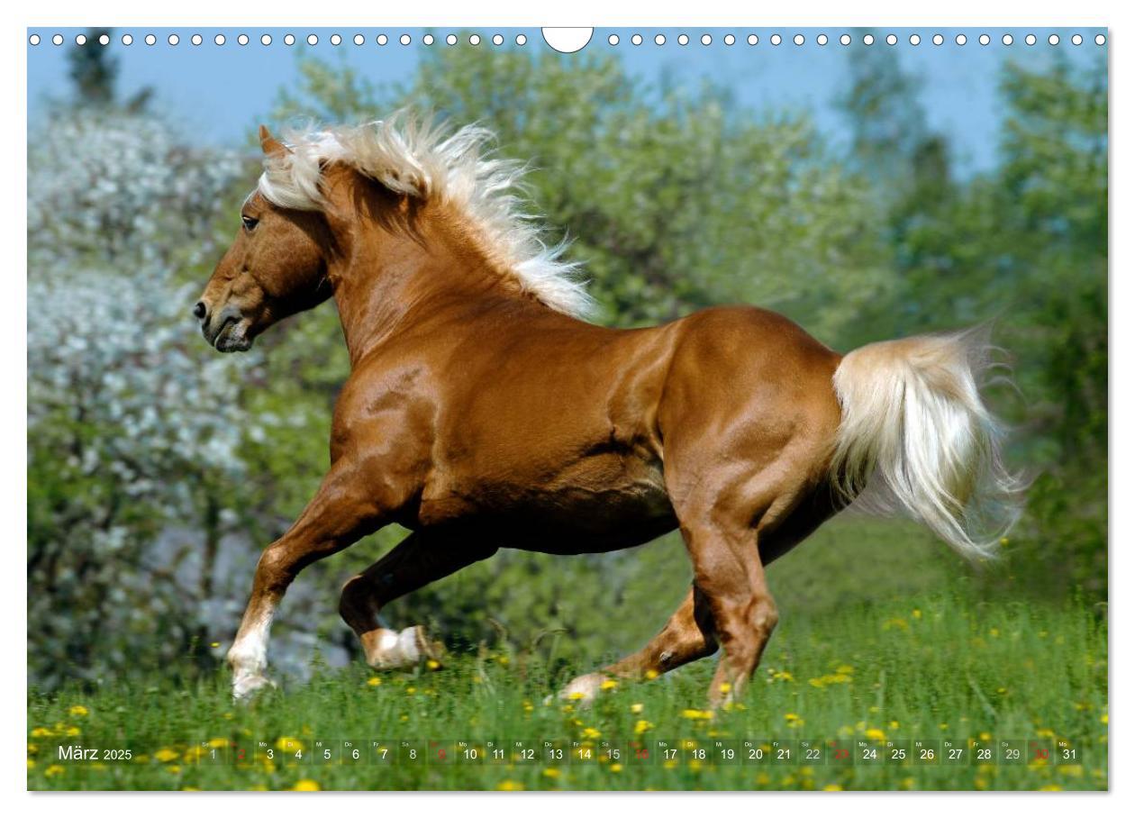 Bild: 9783435753185 | Haflinger Schönheiten (Wandkalender 2025 DIN A3 quer), CALVENDO...