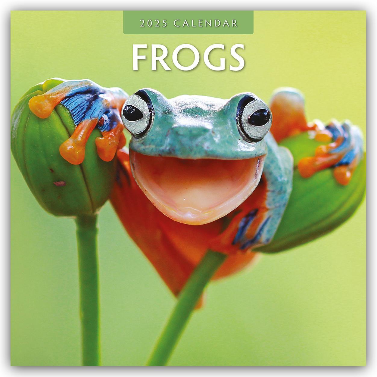 Cover: 9781804423899 | Frogs - Frosch - Frösche 2025 - 16-Monatskalender | Robin Red | 13 S.